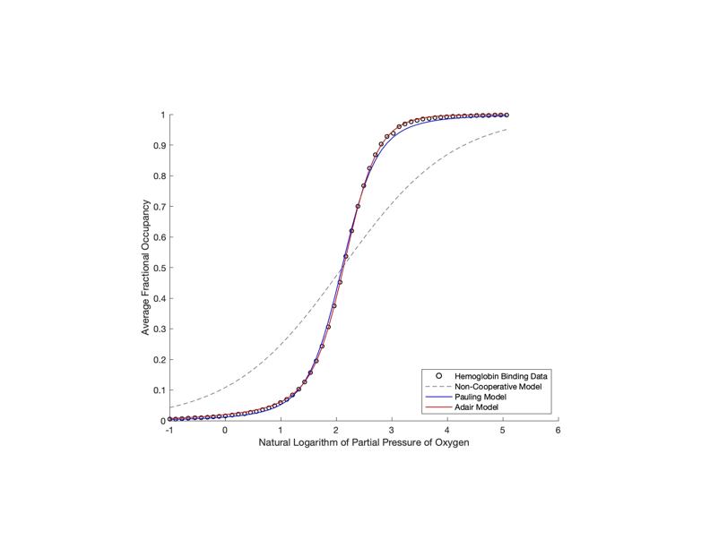 Hemoglobin Cooperativity